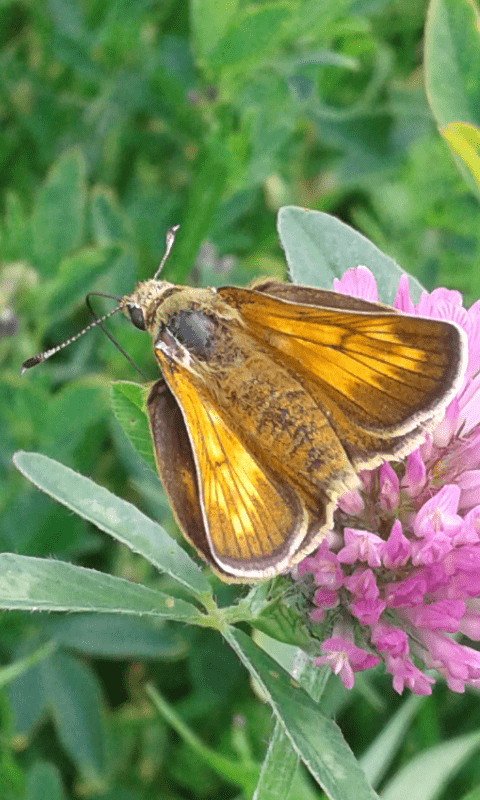 femmina di Ochlodes sylvanus (Hesperiidae)? S